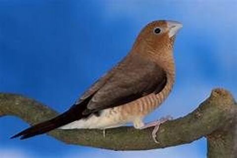 Diamants Bec D'argent . 10 59270 Mteren