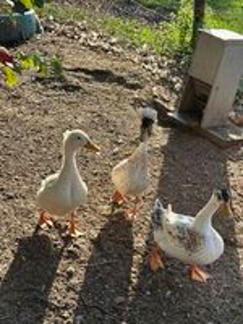   Canard colvert , barbarie et ponpon  
