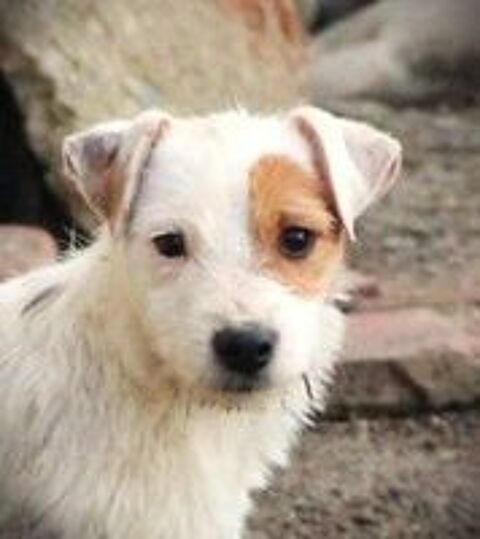   Magnifiques Parson Russel Terrier 