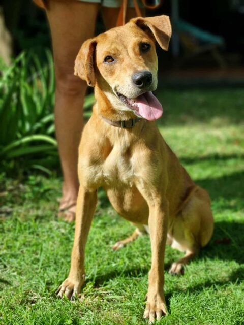 Bonny, femelle X berger, n&eacute;e le 28/11/2024 380 37000 Tours