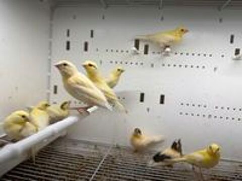   Des jeunes canaris  2026 