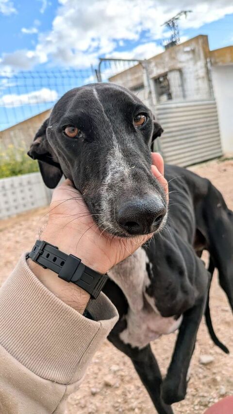 PIPO 300 95610 ragny