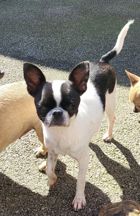 Petite femelle chihuahua 500 85580 Triaize