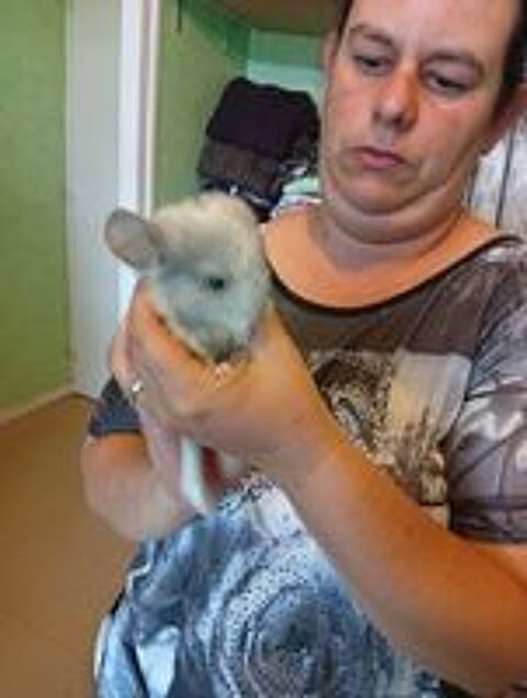   Bb chinchillas femelle à réserver 15 juillet. 