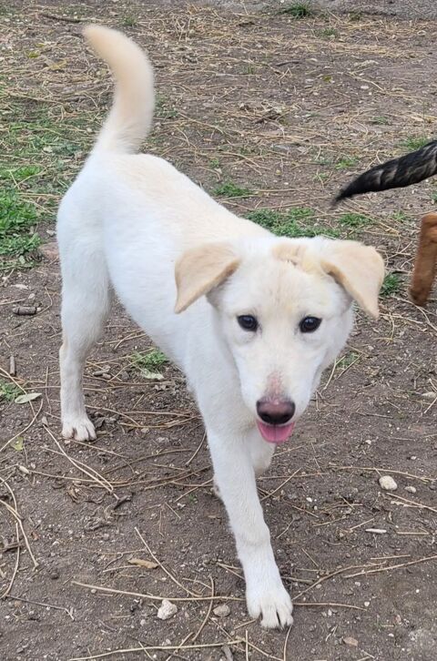 ANAYA, chiot femelle 6 mois 200 34500 Bziers