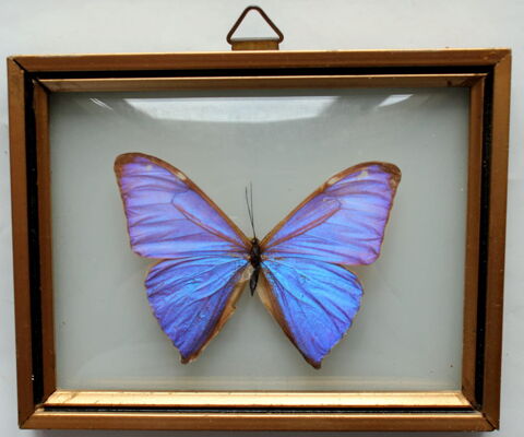 Papillon Morpho Brésil verre bombé vintage 60 45 Issy-les-Moulineaux (92)