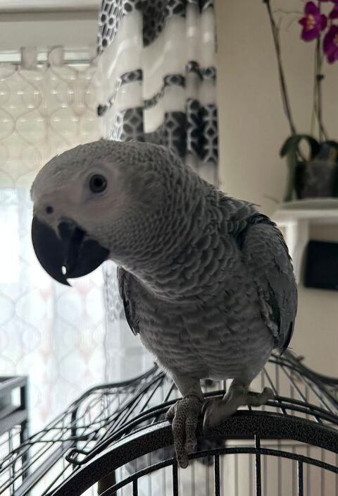 mon Gris du Gabon mâle, âgé de 3 ans 1200 80200 Pronne