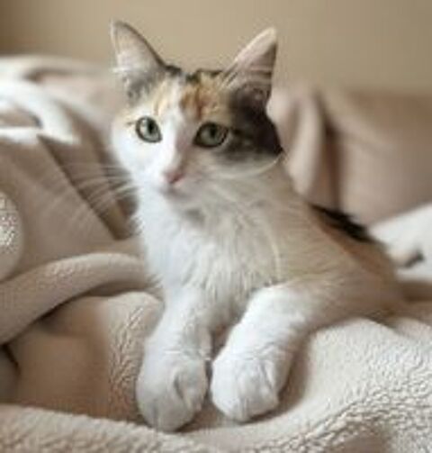   Donne adorable femelle de 2 ans, stérilisée  