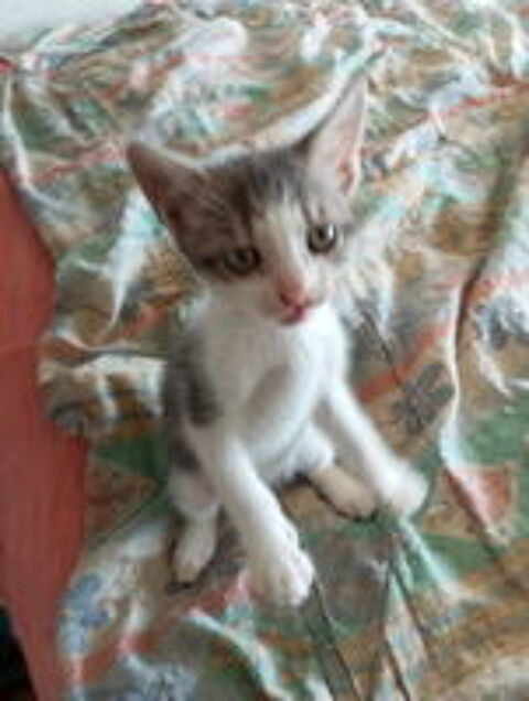   Famille d'Accueil chaton sur Marseille 