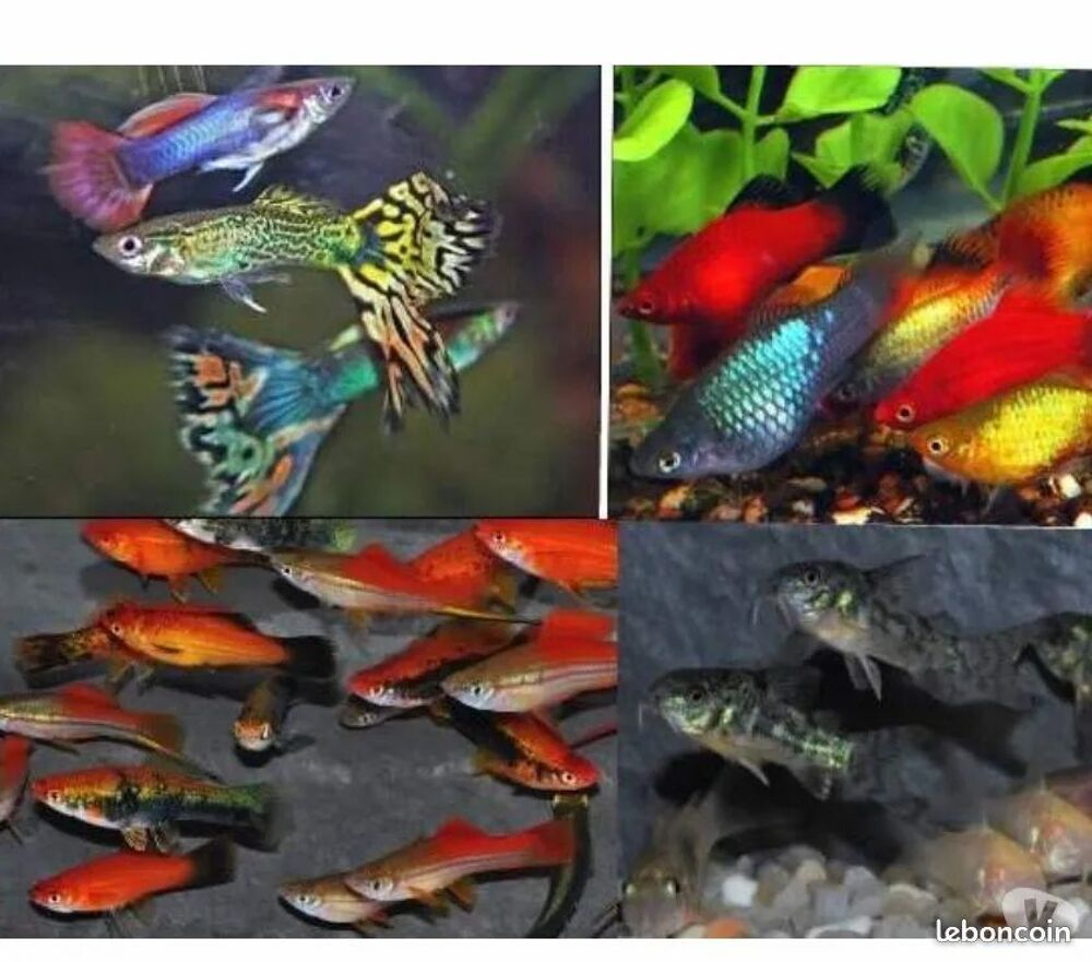   GUPPYS PLATYS MOLLY XYPHOS CREVETTES 