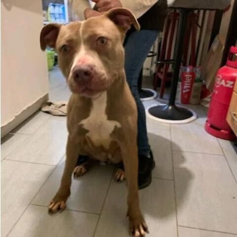 URGENCE POUR LOKA 0 51000 Châlons-en-champagne