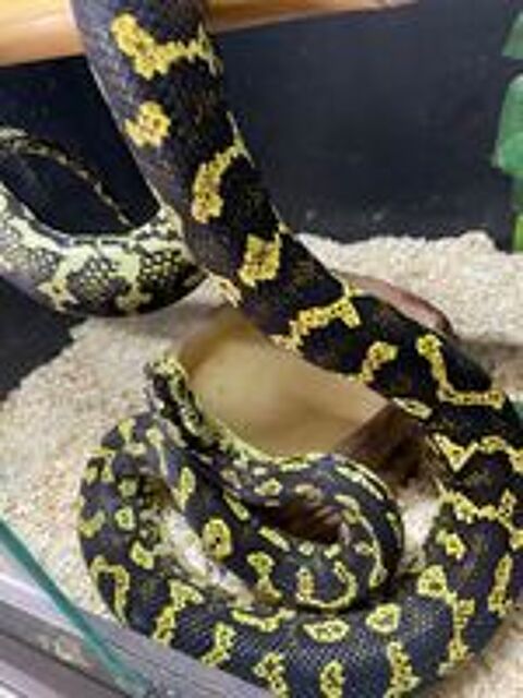   Serpent couple morelia cheynie 50/50 