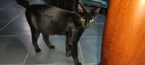   Chat MOUMOUNE � l adoption 