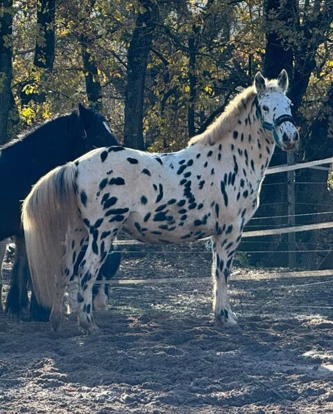 Petit cheval appaloosa lopard 83300 Draguignan