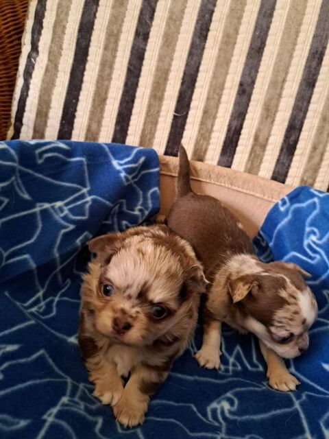 Type Chihuahua disponible fin mai 1200 91420 Morangis