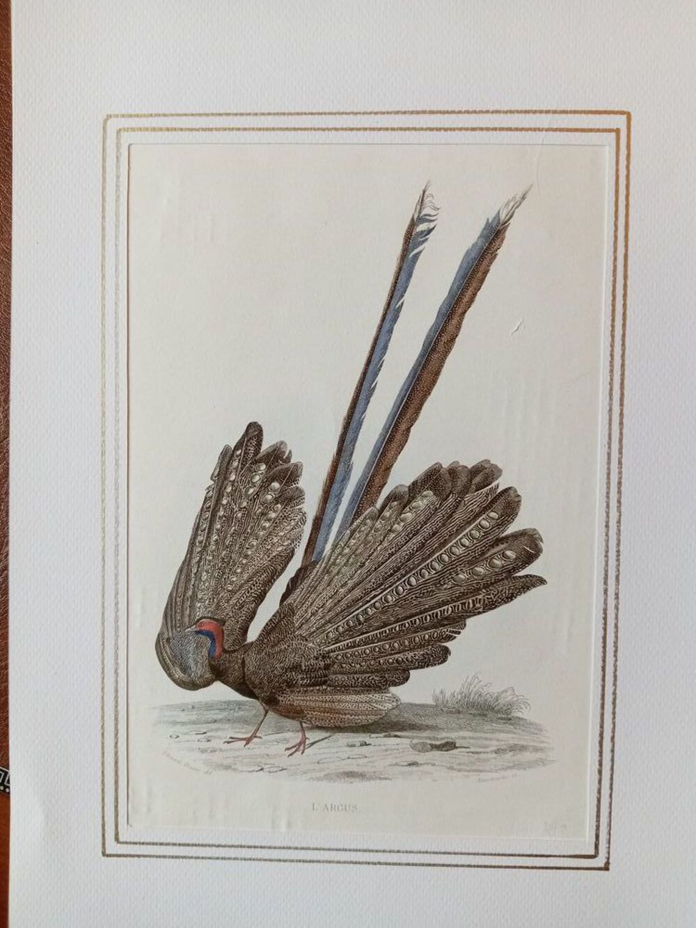 GRAVURES ORIGINALES DE BUFFON LES OISEAUX 1830 