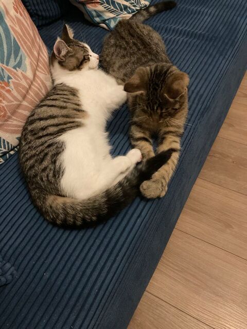 Adoption de 2 chatons m&acirc;les et fr&egrave;res  0 35136 Saint-jacques-de-la-lande