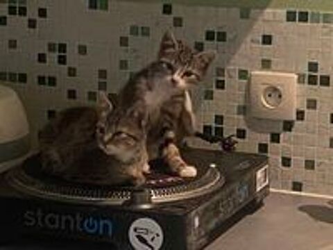   Donne adorables chatons  