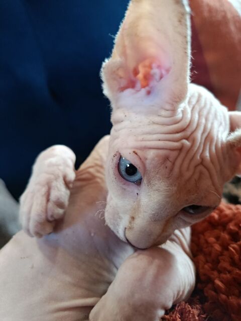 BB chaton Sphynx DISPO 
990 44160 Pontchâteau