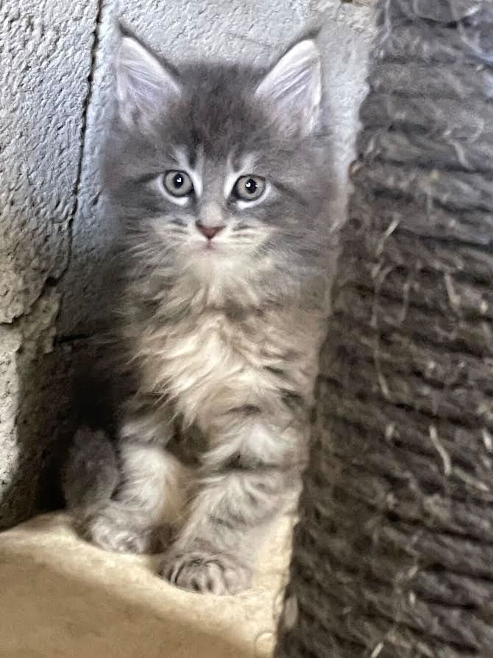   Chaton femelle MAINE COON LOOF 