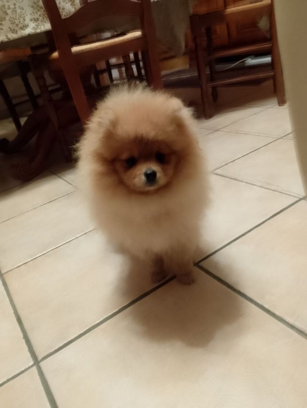   Magnifique chiot spitz allemand femelle naine 