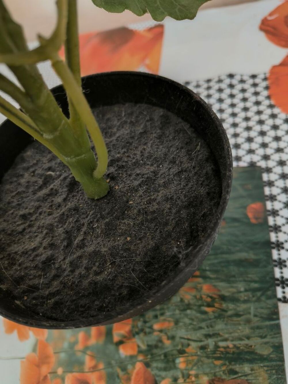 Plante artificielle IKEA FEJKA (g&eacute;ranium blanc) - Pot 12 cm Décoration