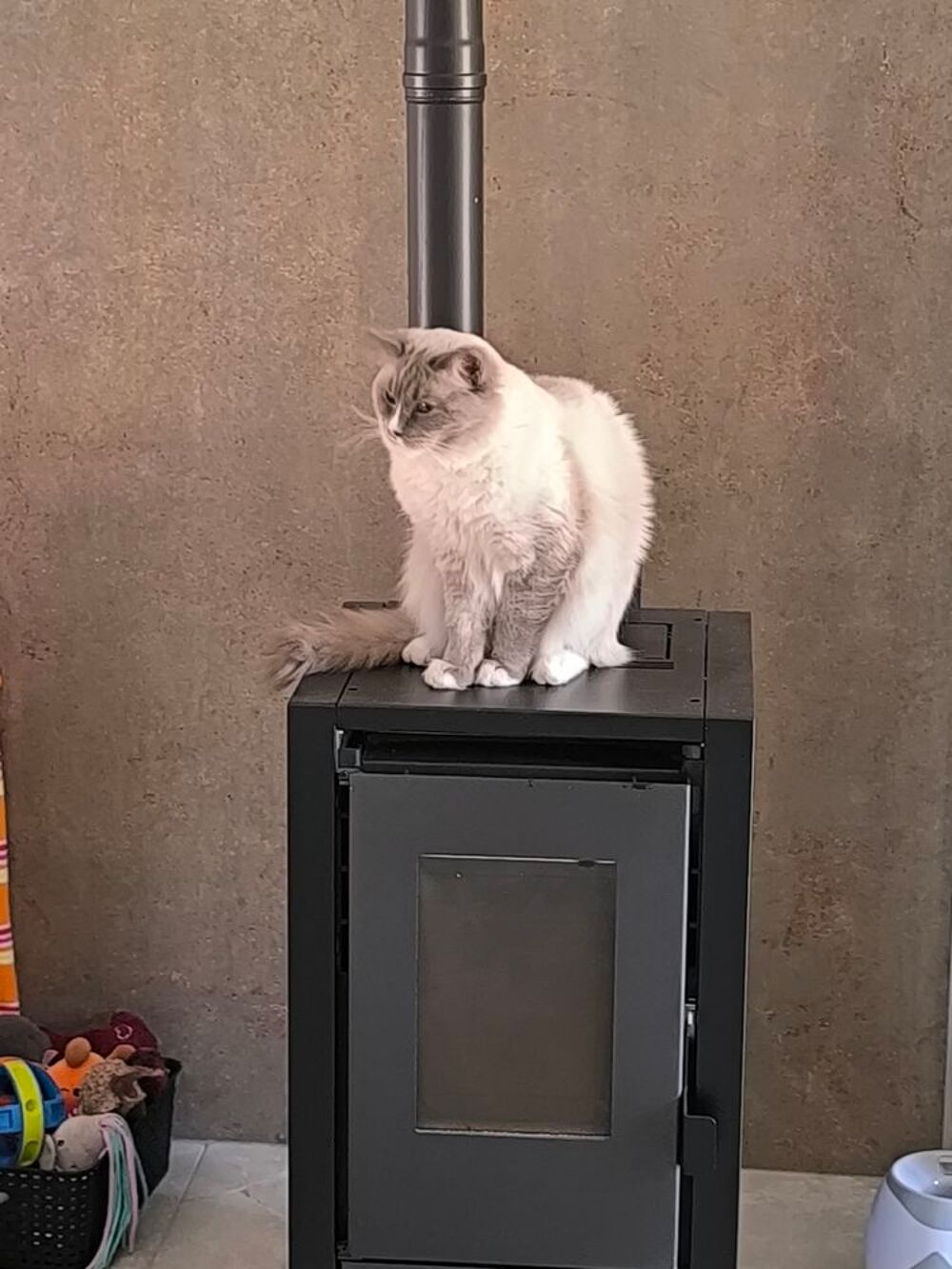   Ragdoll 