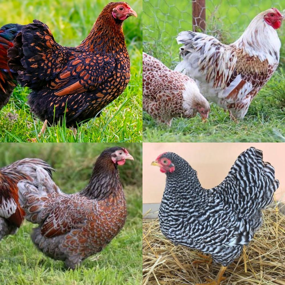   Oeufs fécondés poule Wyandotte  