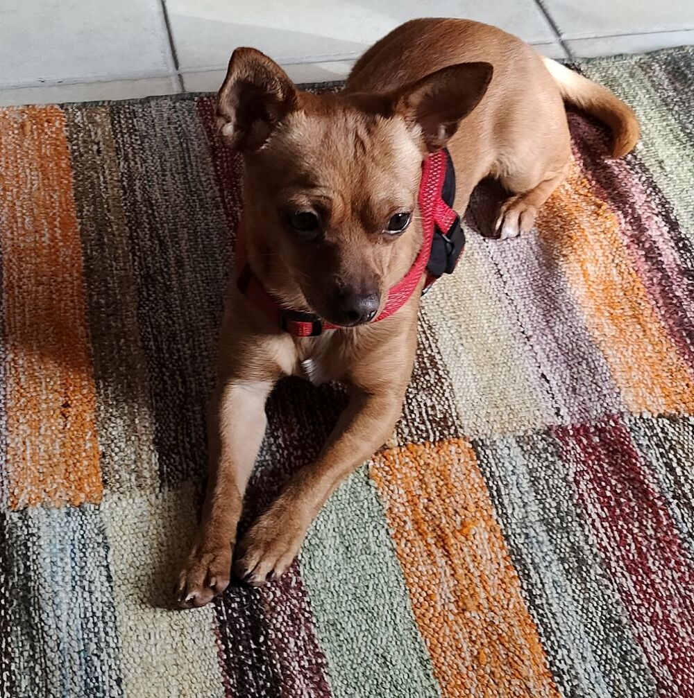   Chihuahua crois pinscher nain pour saillie  