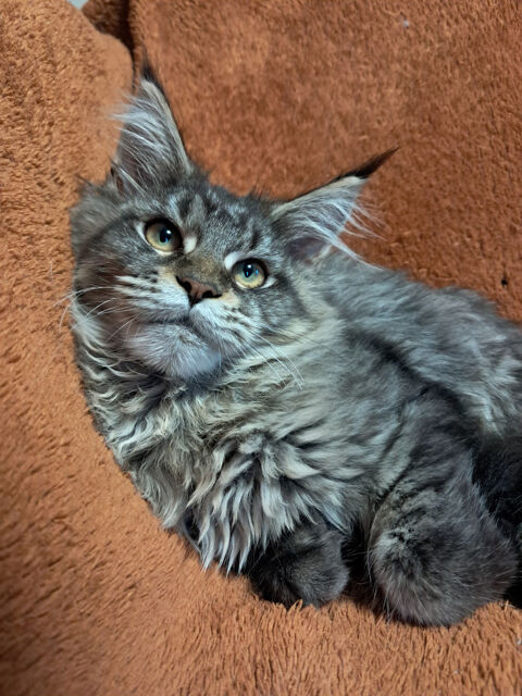 Chatons Maine Coon LOOF - DISPONIBLES 1300 62970 Courcelles-l�s-lens