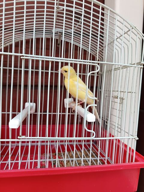 Femelle canaris malinois 30 11100 Narbonne