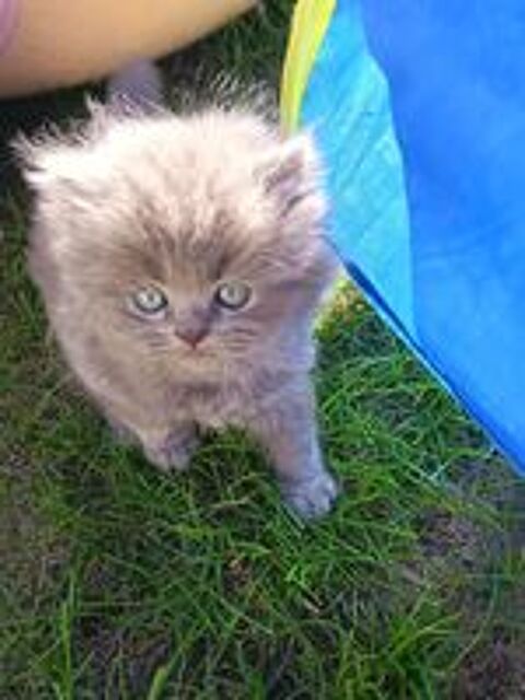   Chaton persan 
