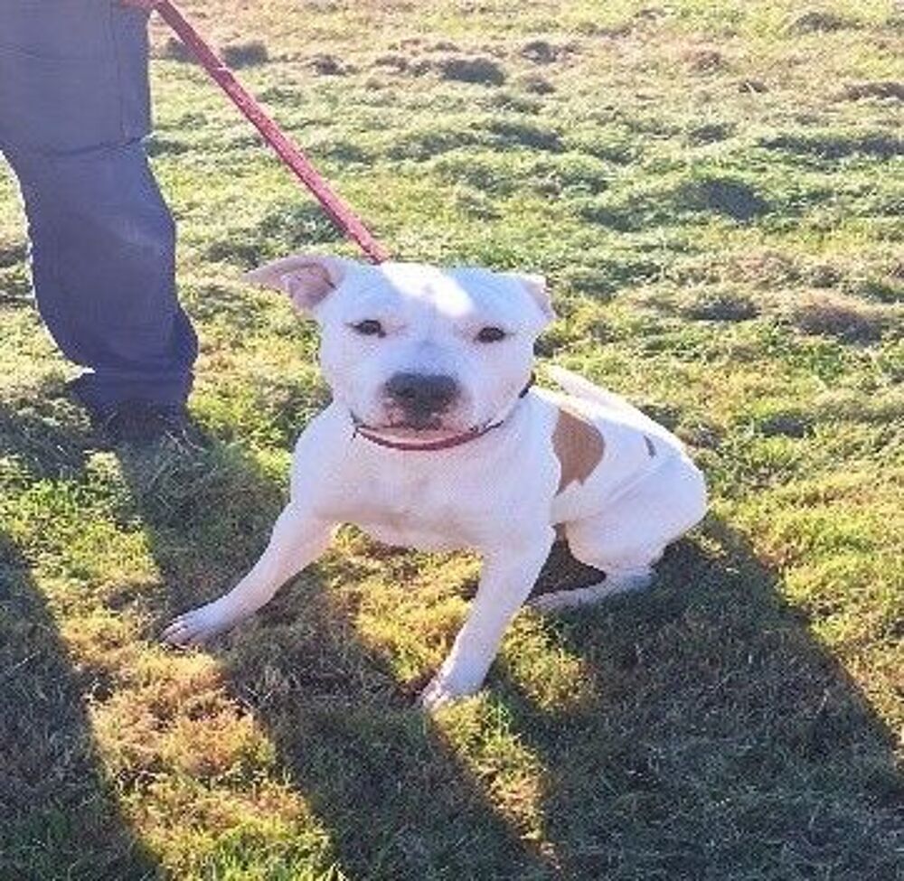   Chien PACO à l adoption 