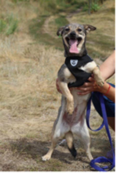   A L'ADOPTION MOLLY  