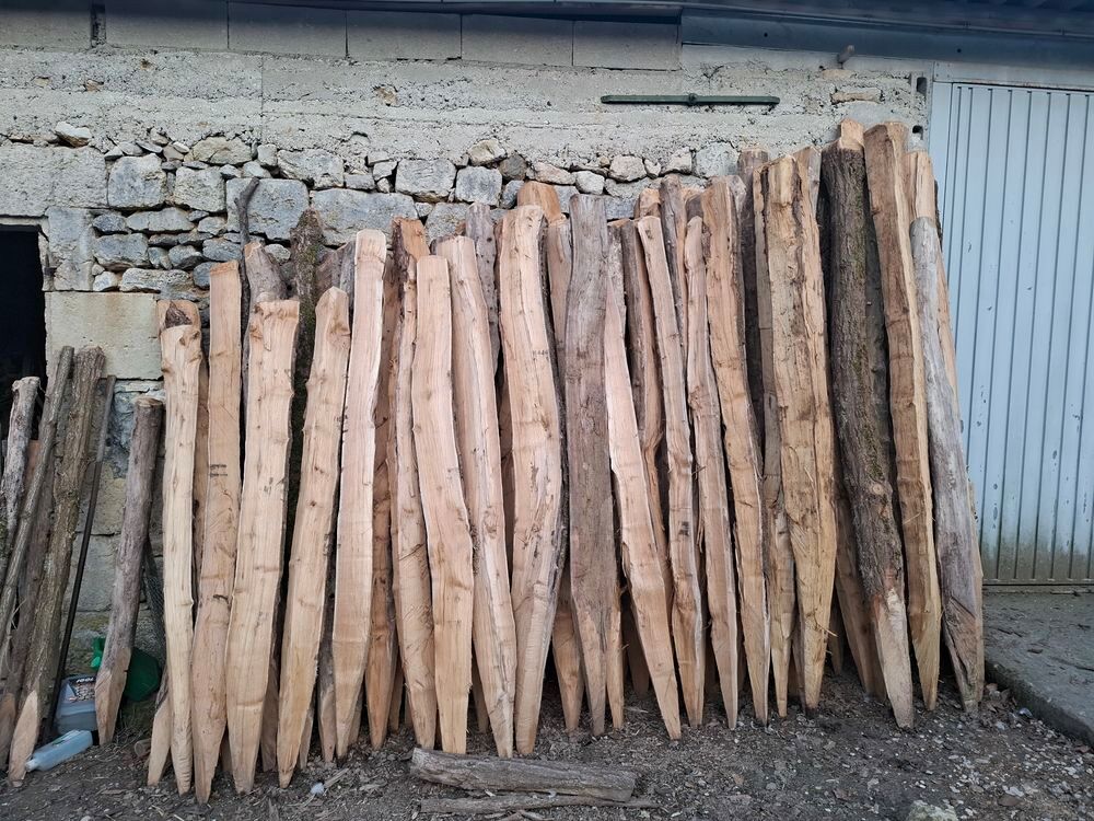 Gros Pieux Acacia Jardin