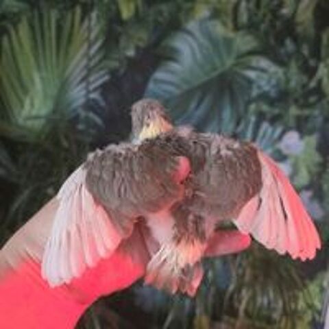   1 mâle et deux femelles kakarikis a céder  