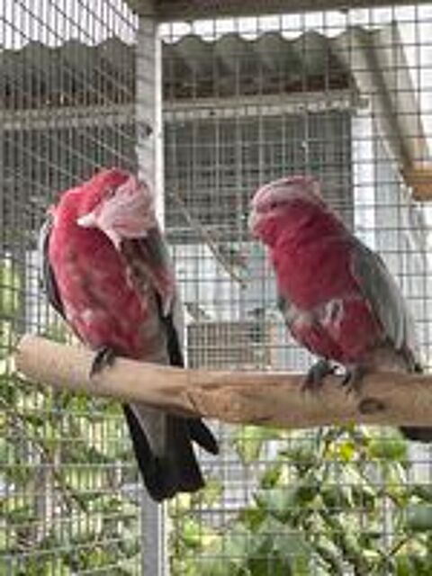  Couple Cacatoes Rosalbin
