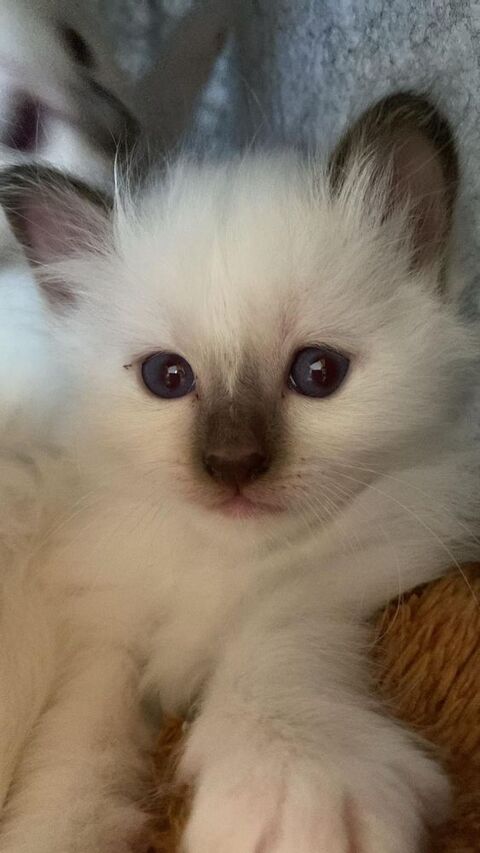 chaton Sacré de Birmanie 850 73170 Jongieux