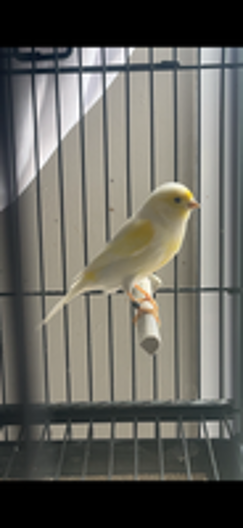   Couple de canaris  