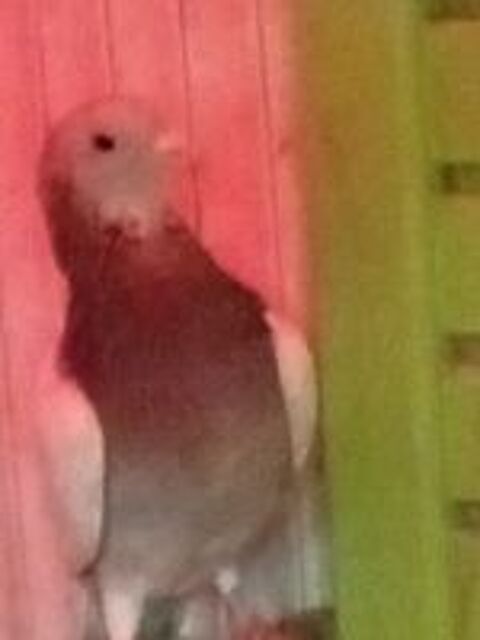   Pigeon  