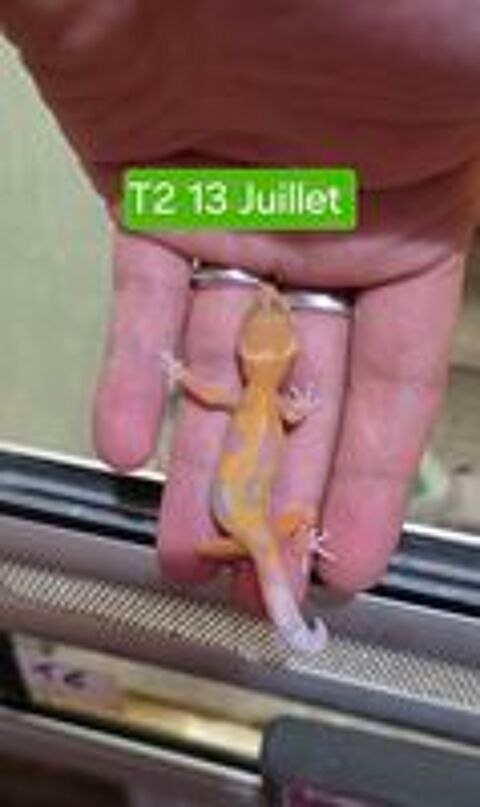   Gecko Léopard juvéniles 