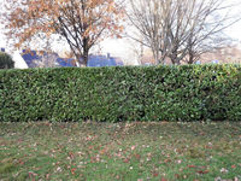   Jardinier Guichen Redon 