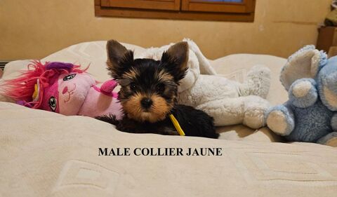 YORKSHIRE TERRIER PURE RACE LOF 0 47120 Duras