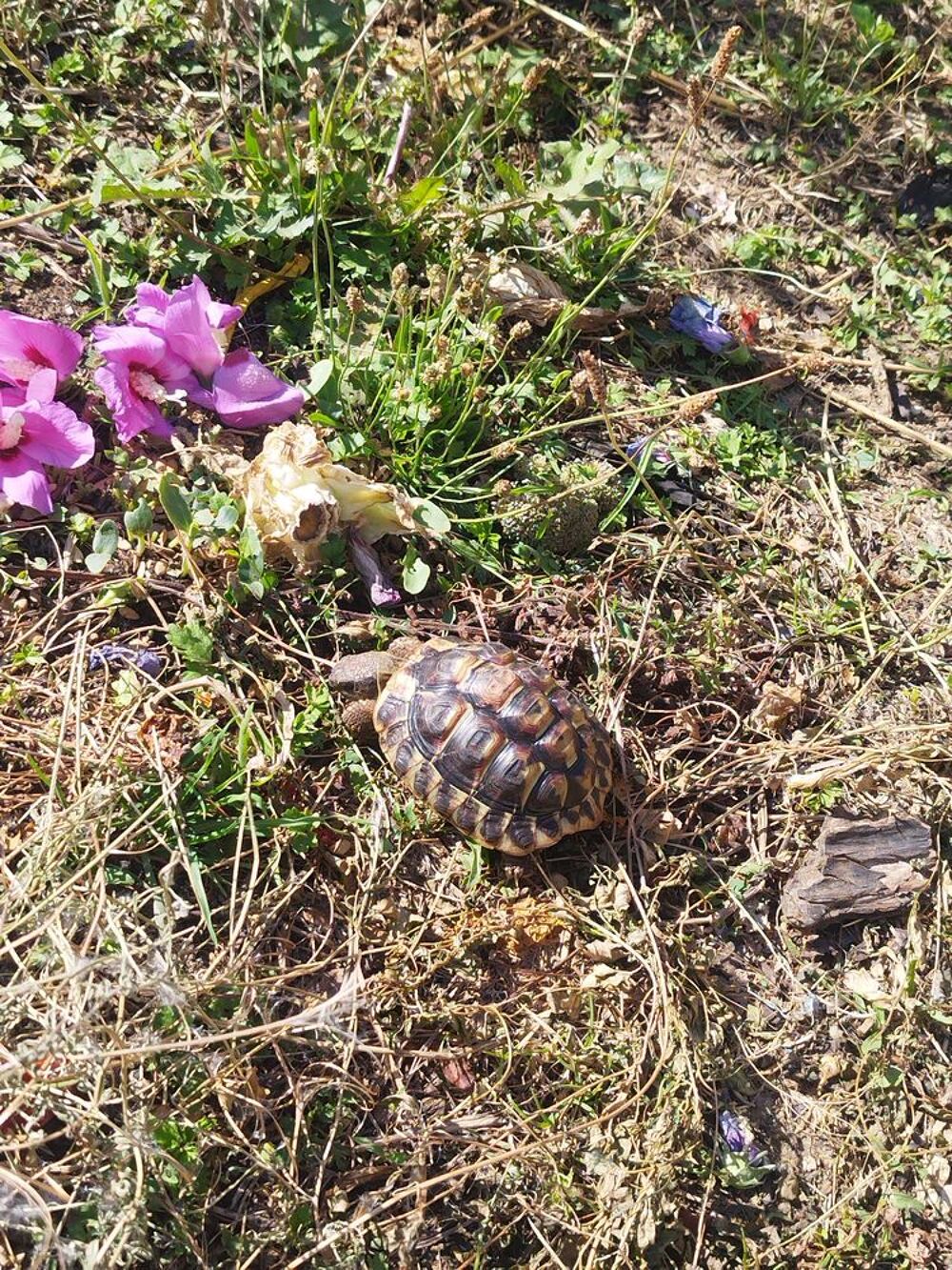   tortue née au jardin 
