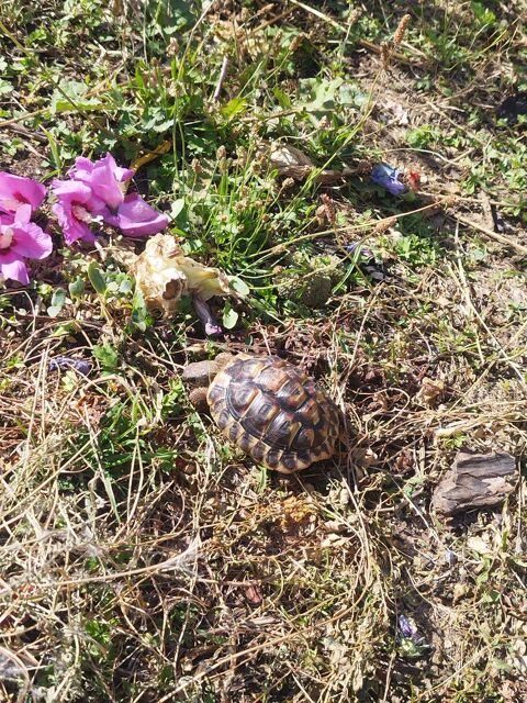 tortue n&eacute;e au jardin 
80 21000 Dijon