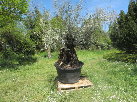 arbre olivier centenaire 600 Rodez (12)