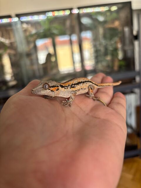 b&eacute;b&eacute; gecko gargouille 130 49122 Le may-sur-�vre