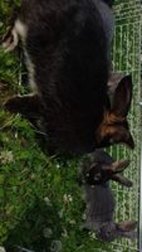   Lapin chevre 