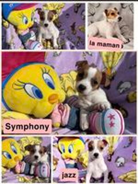   Jack Russell terrier 