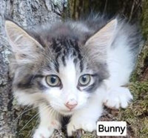   Chaton sibérien LOOF mâle  
